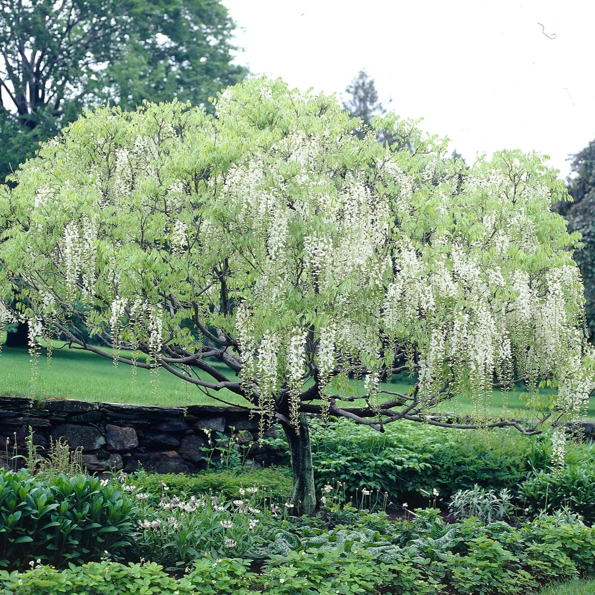 Glycine blanche sur tige - Image 8