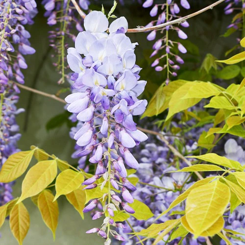 Glycine bleue sur tige