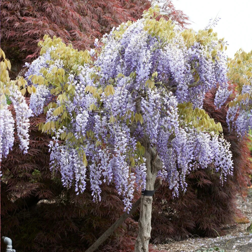 Glycine bleue sur tige - Image 2
