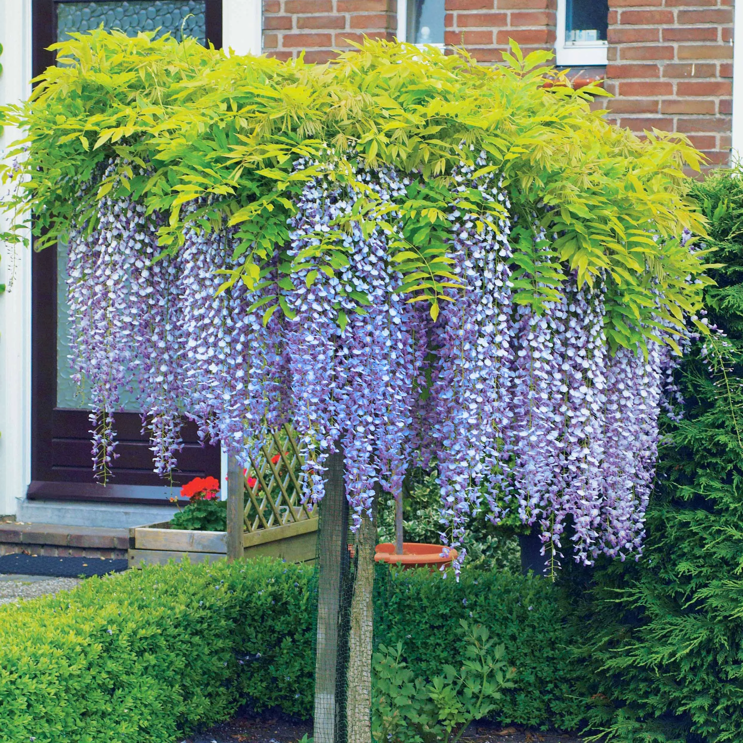 Glycine bleue sur tige - Image 3