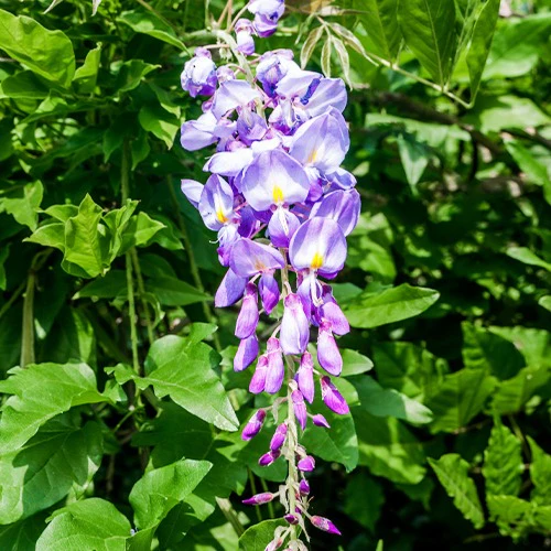 Glycine bleue sur tige - Image 4