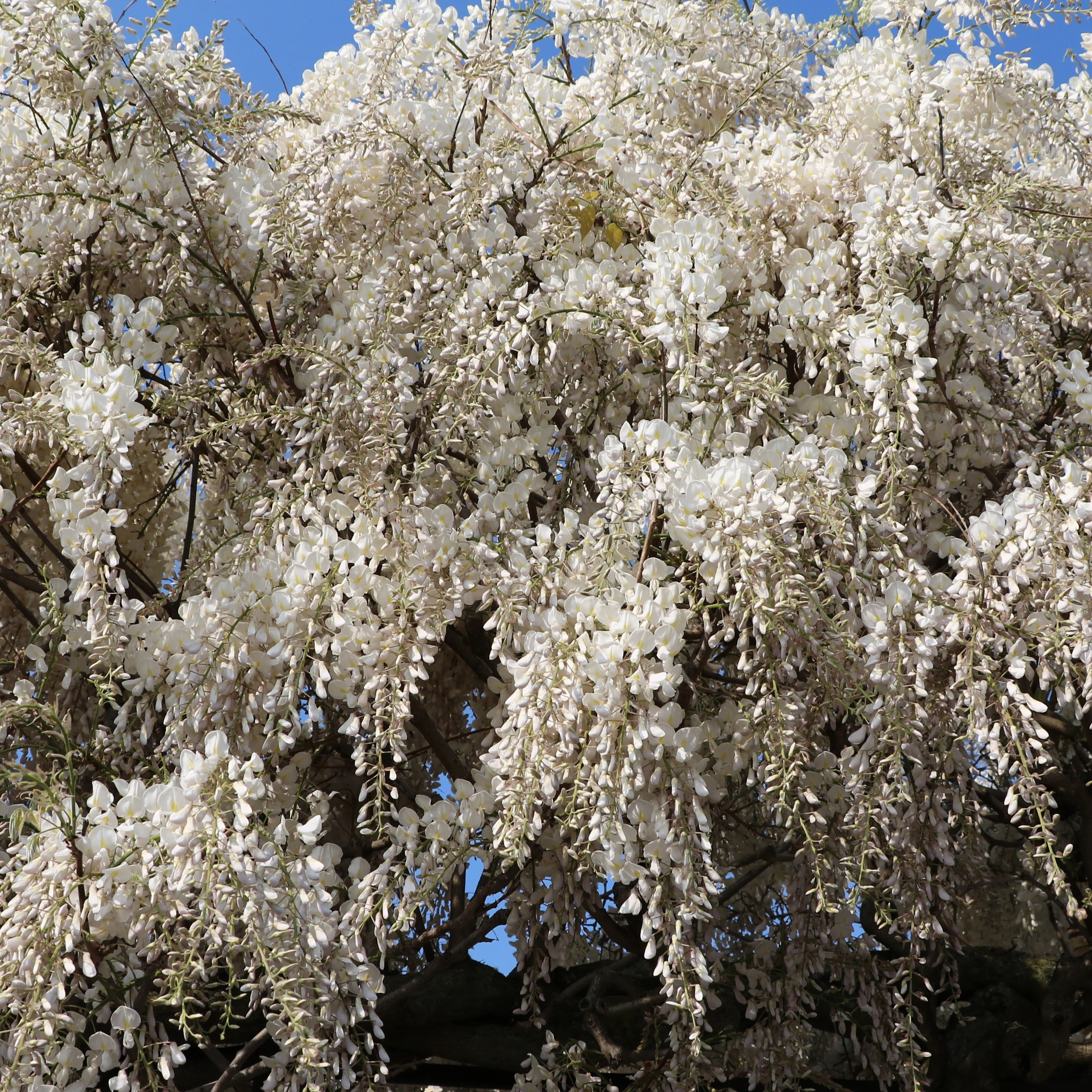 Glycine blanche - Image 3