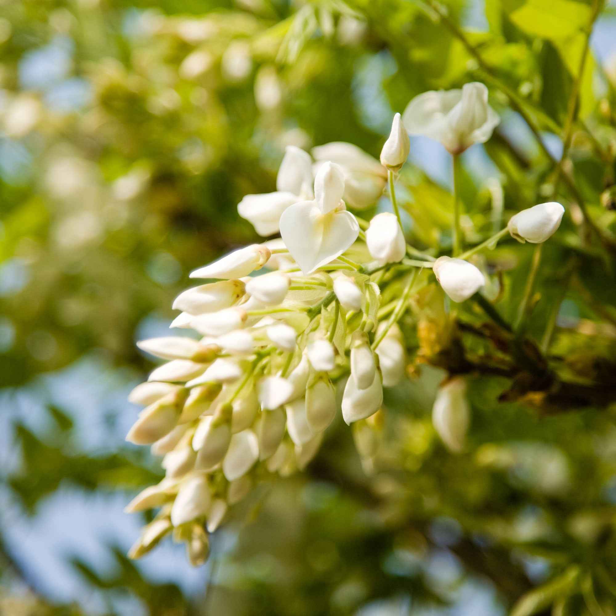 Glycine blanche - Image 4