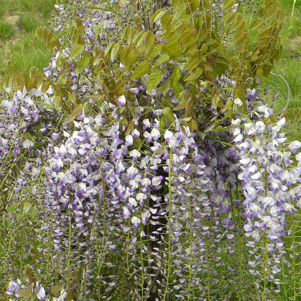 Glycine de Chine 'Caroline' - Image 3