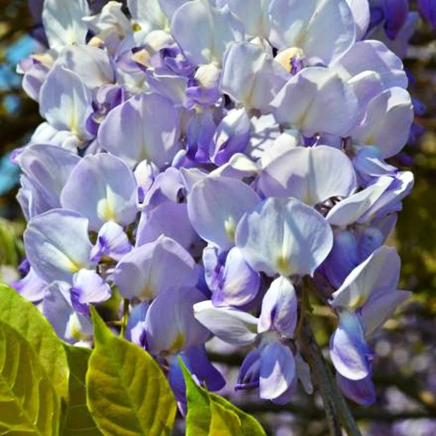 Glycine de Chine 'Caroline' - Image 4