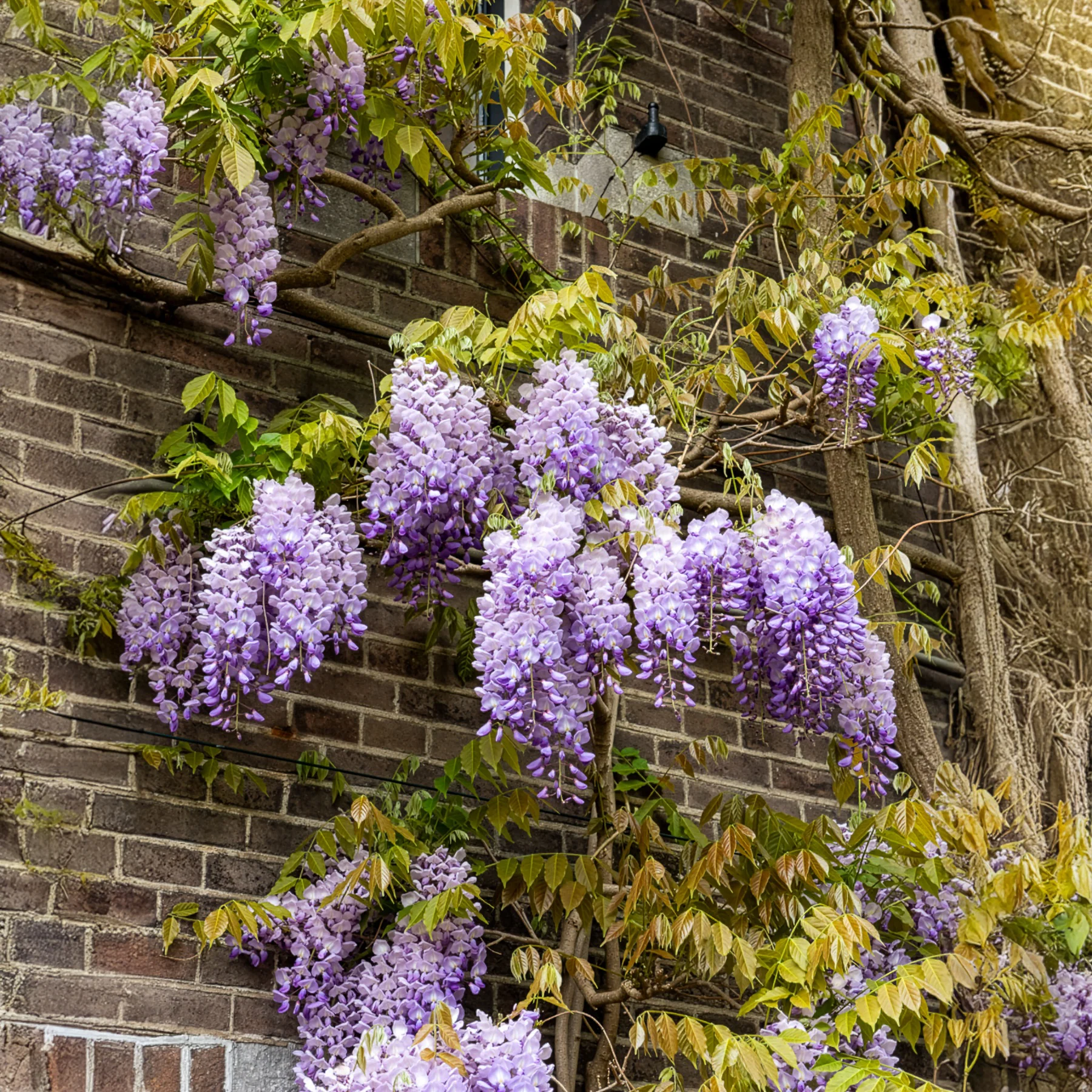Glycine de Chine 'Prolific' - Image 3