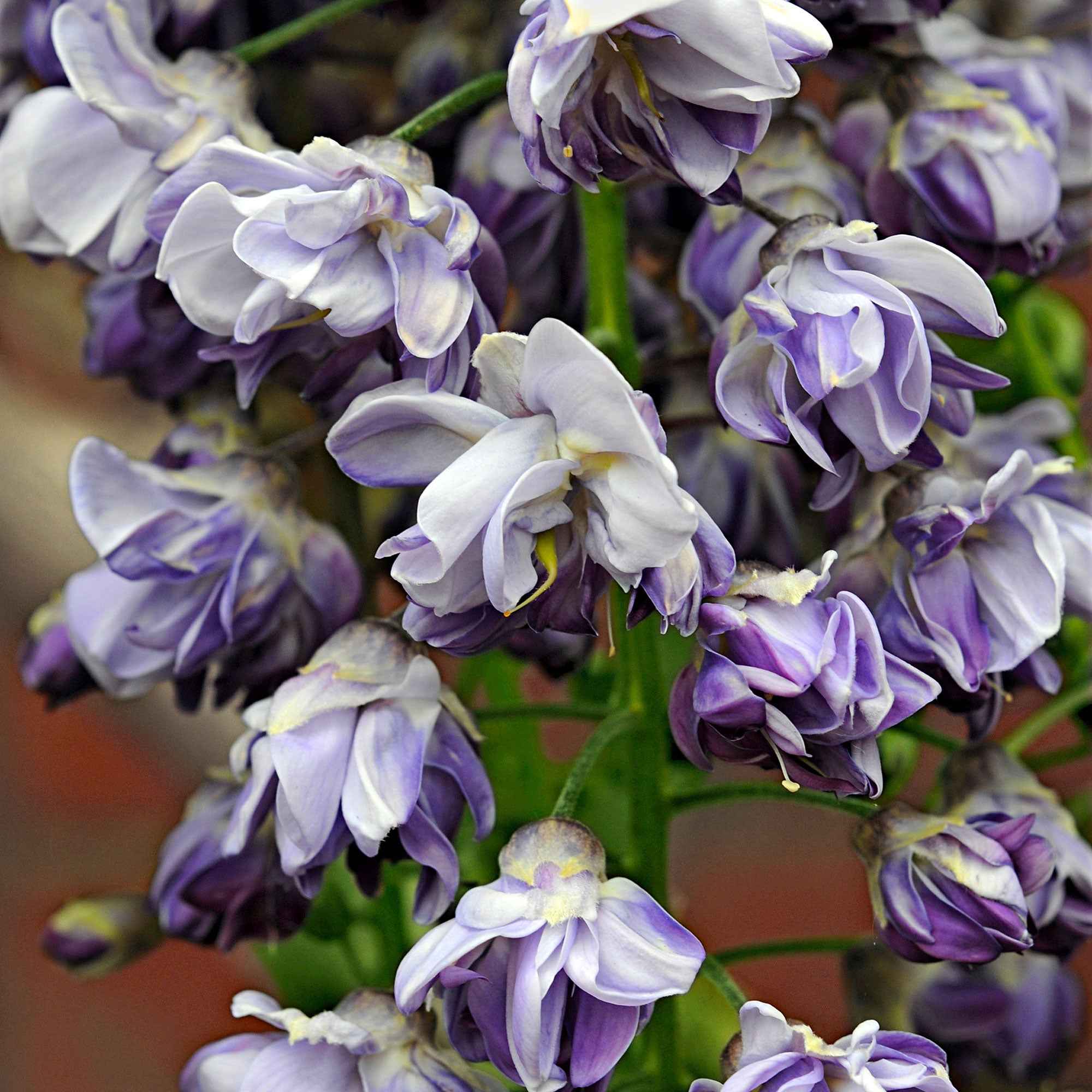 Glycine du Japon 'Black Dragon'