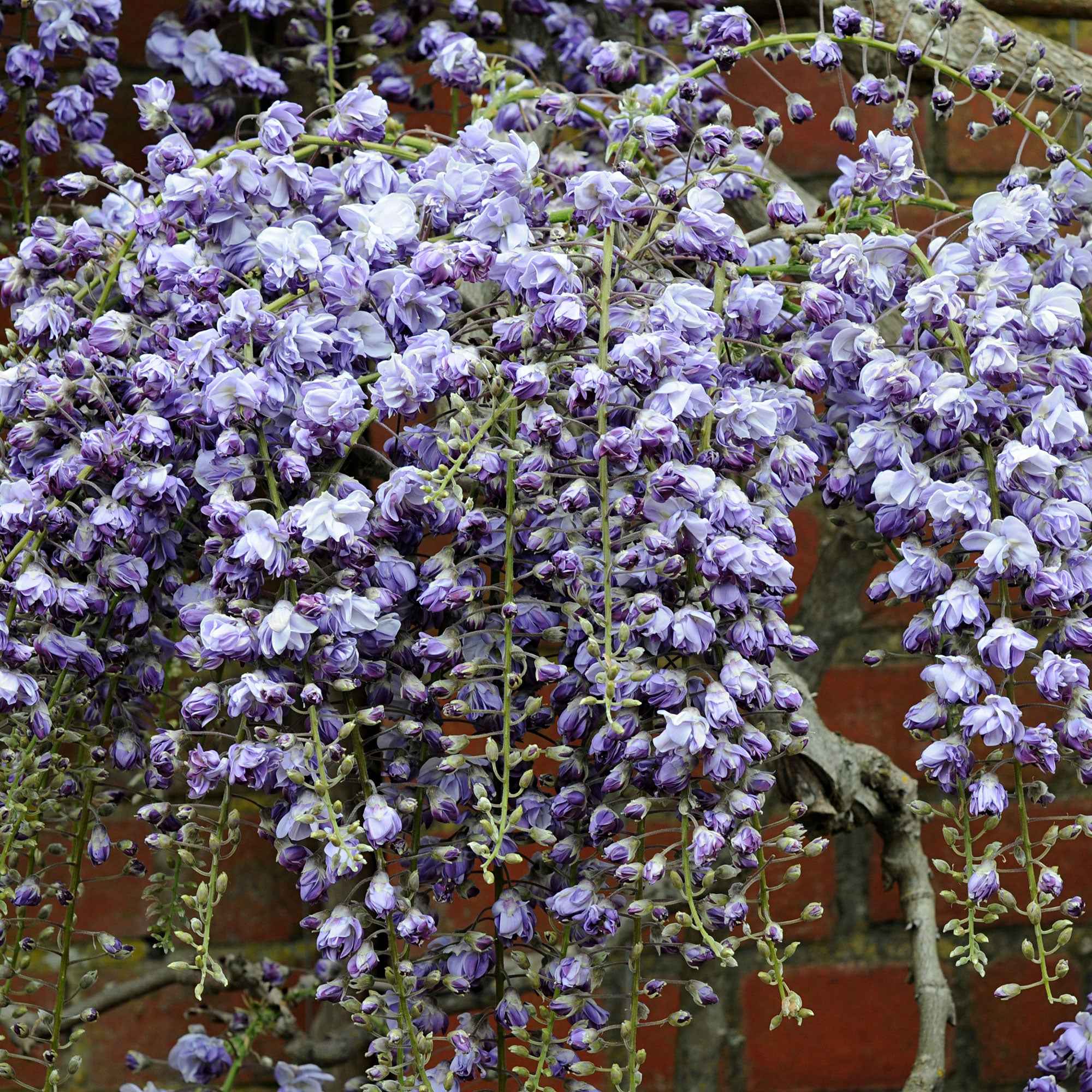 Glycine du Japon 'Black Dragon' - Image 2