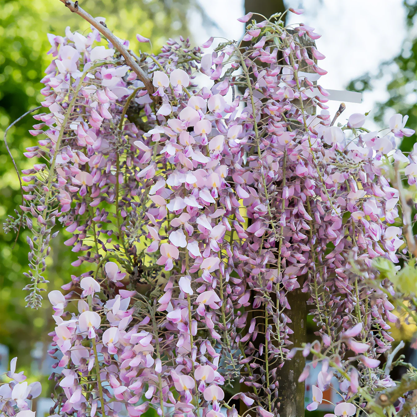 Glycine du Japon Honbeni