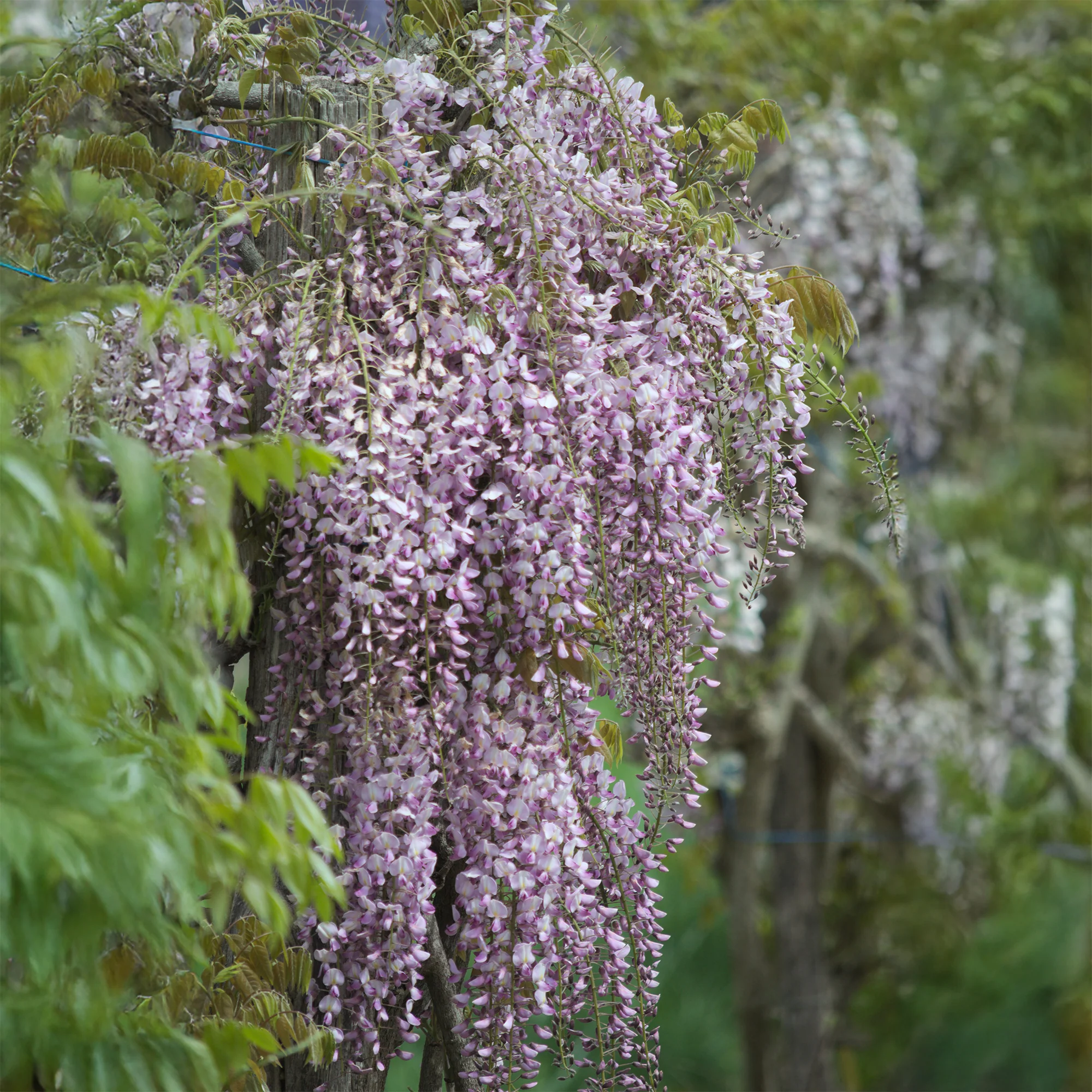 Glycine du Japon Honbeni - Image 2