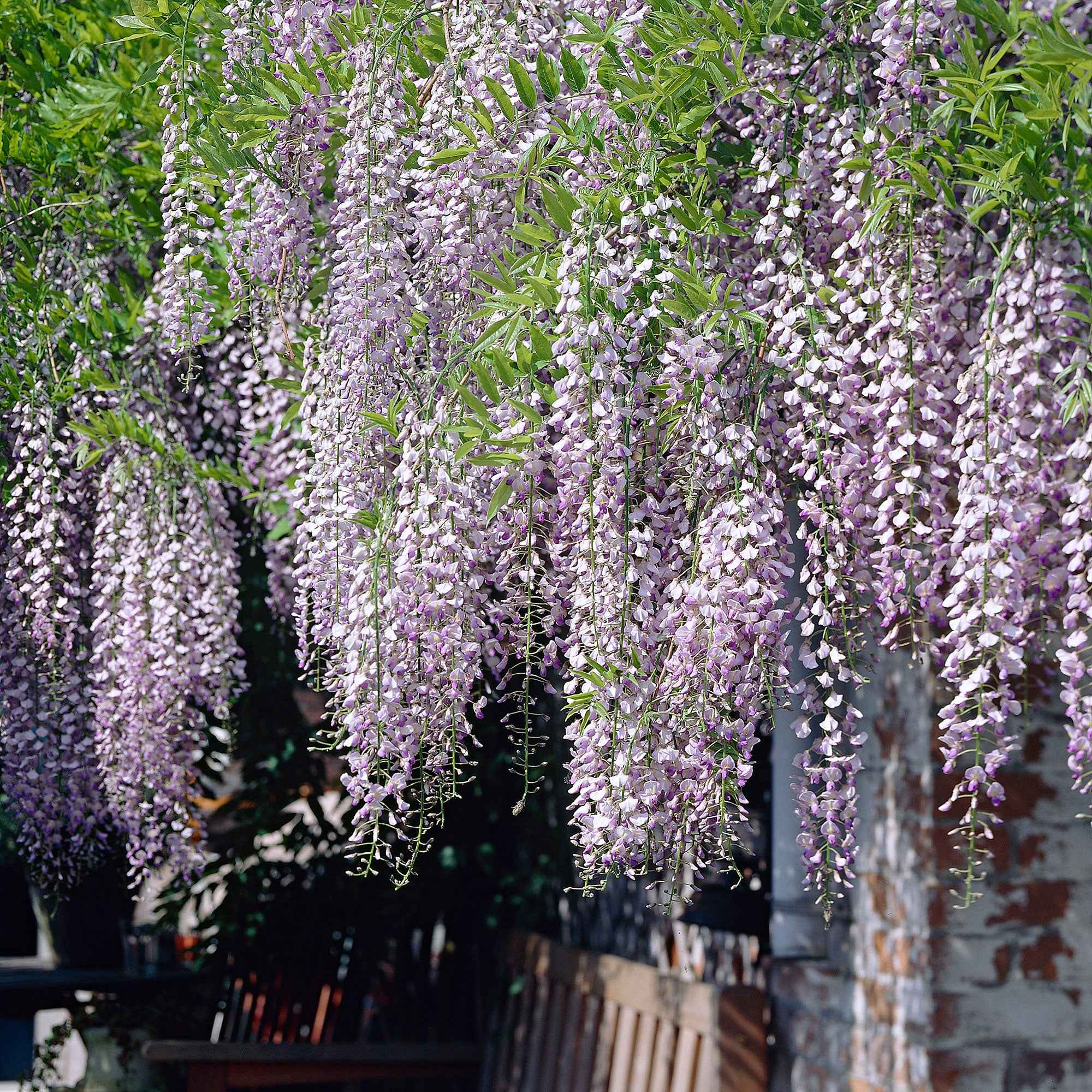 Glycine du Japon 'Naga Noda'