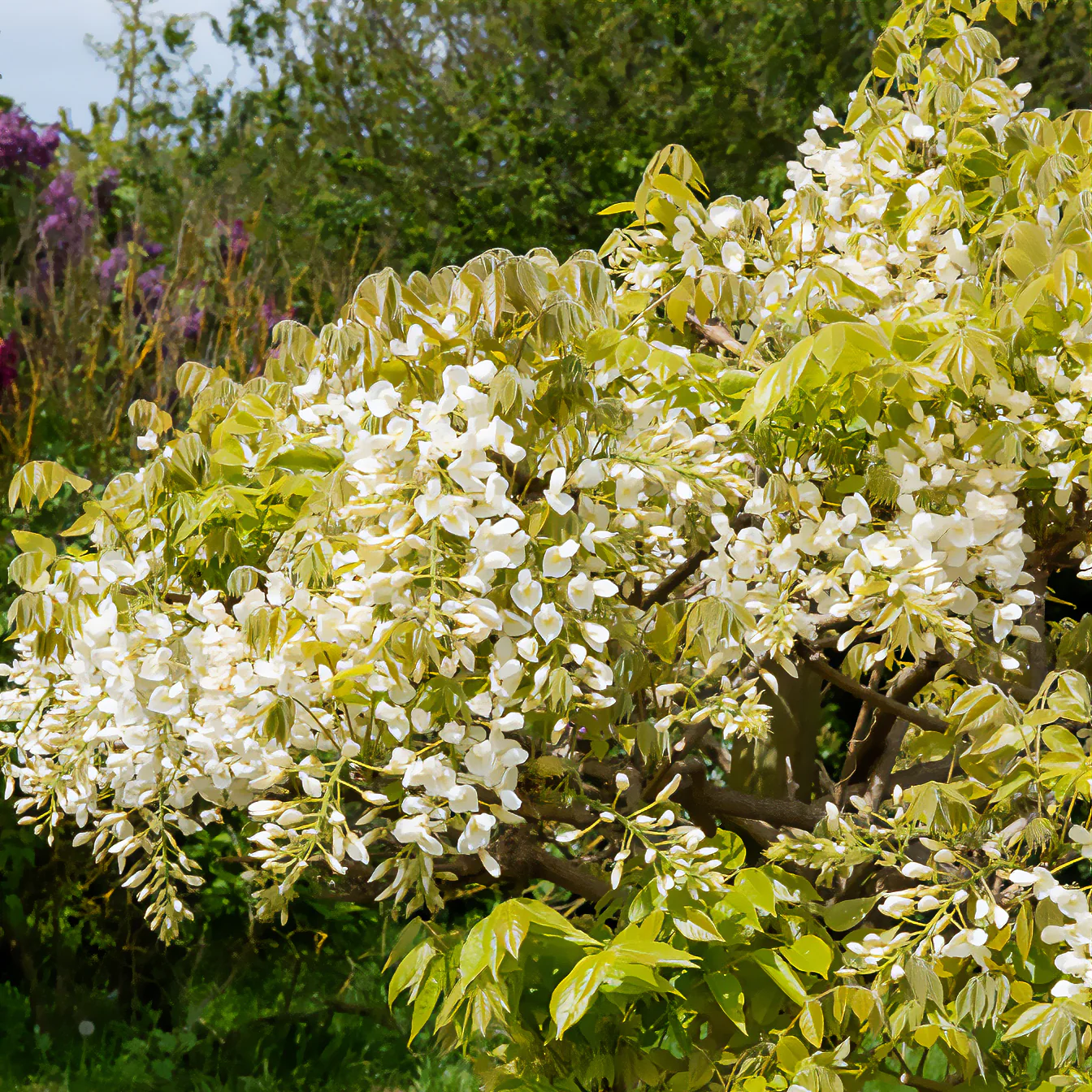 Glycine soyeuse blanche