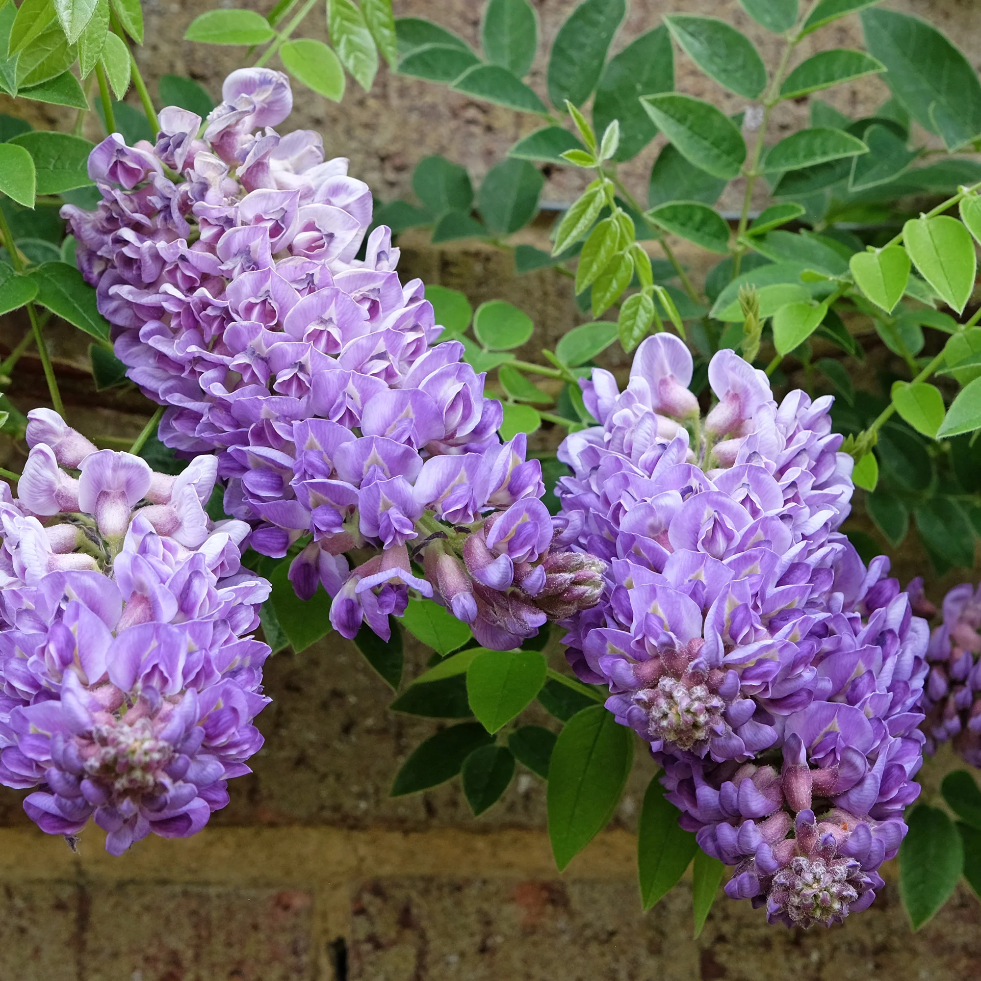 Glycine Toujours en fleurs - Image 2