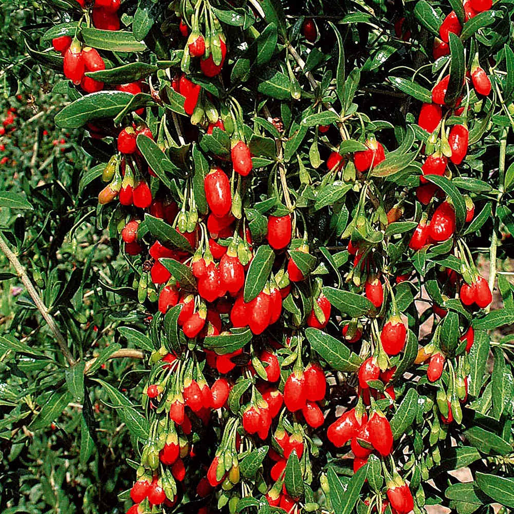 Goji - Image 5