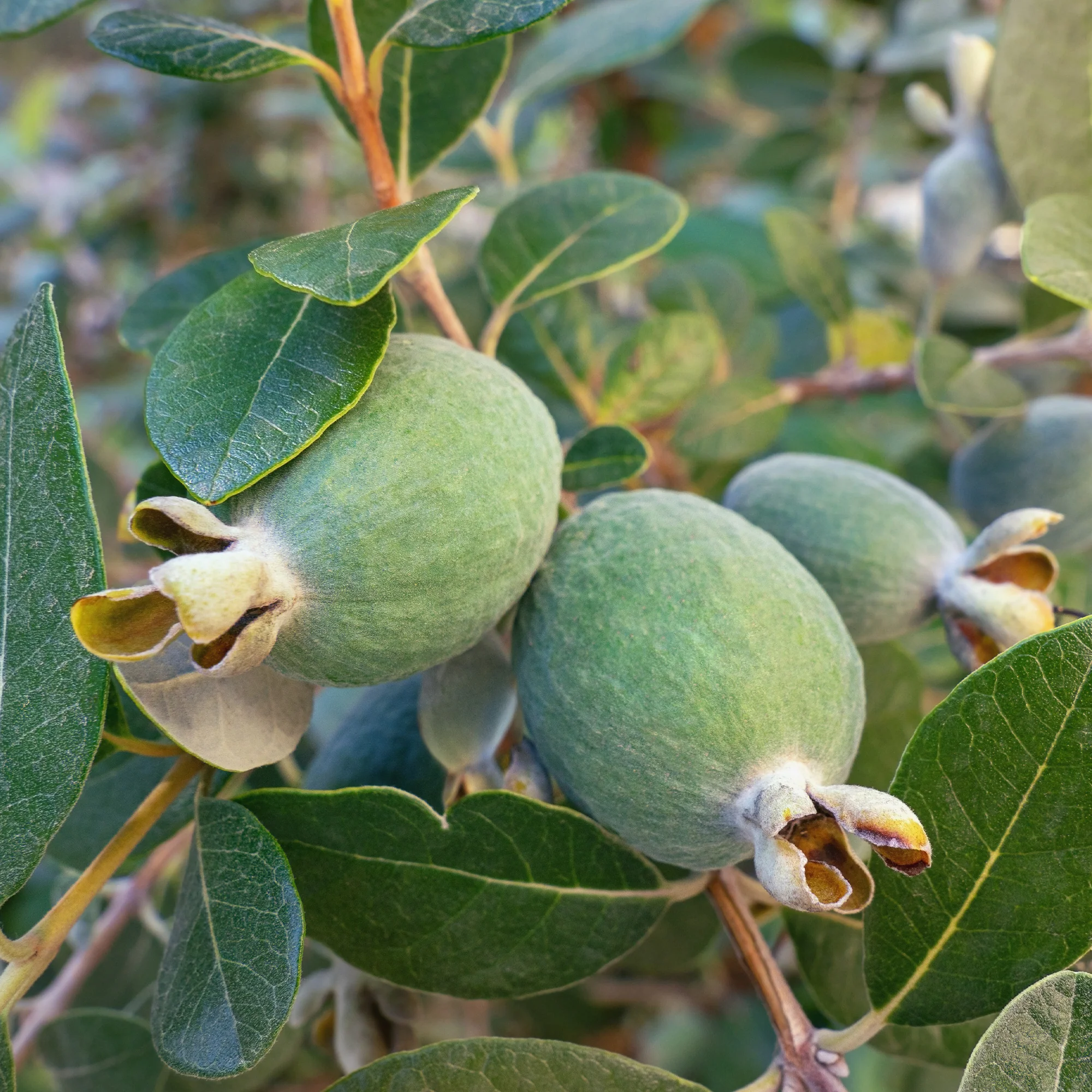 Goyavier du Brésil - Feijoa - Image 4