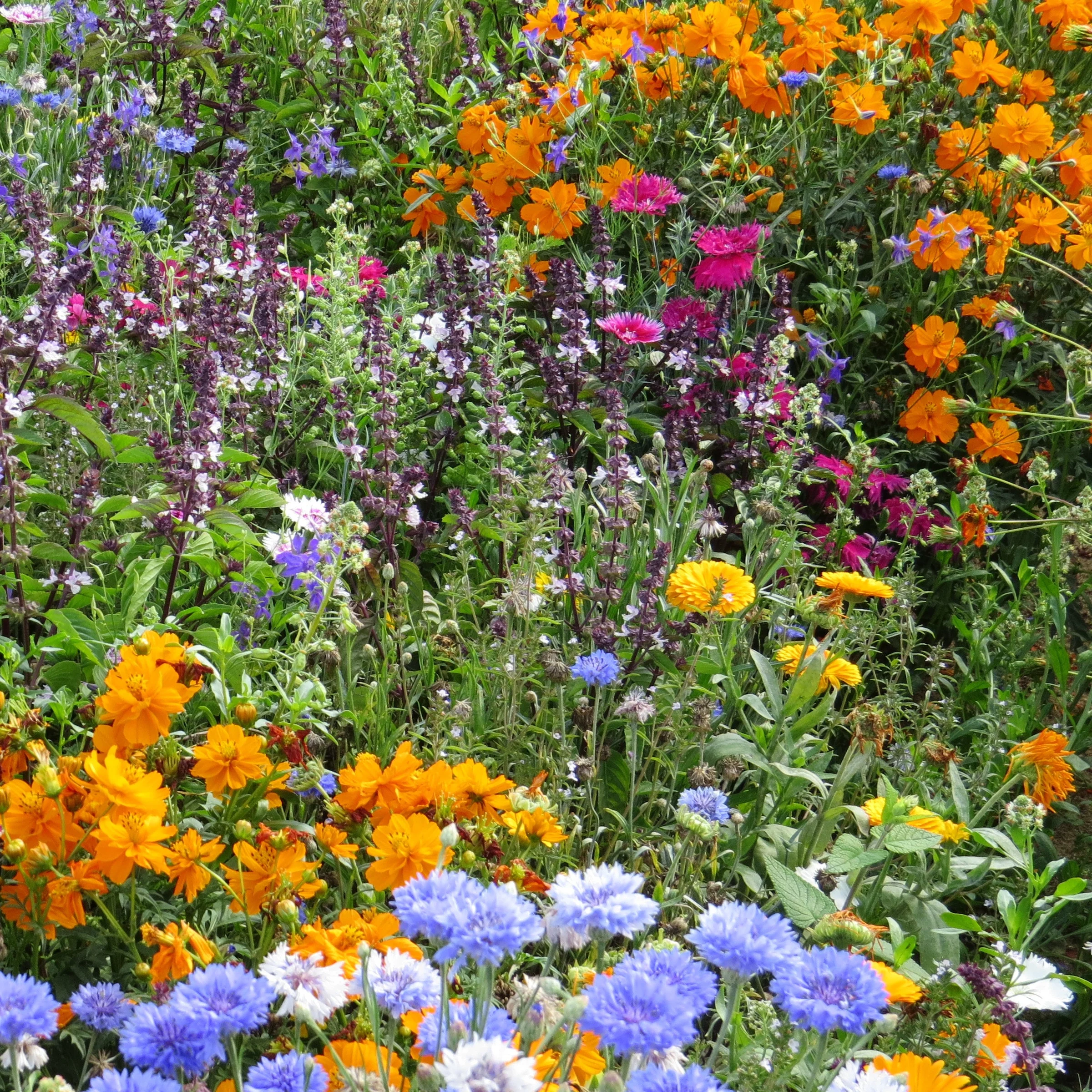 Fleurs mellifères et papillons variés en mélange