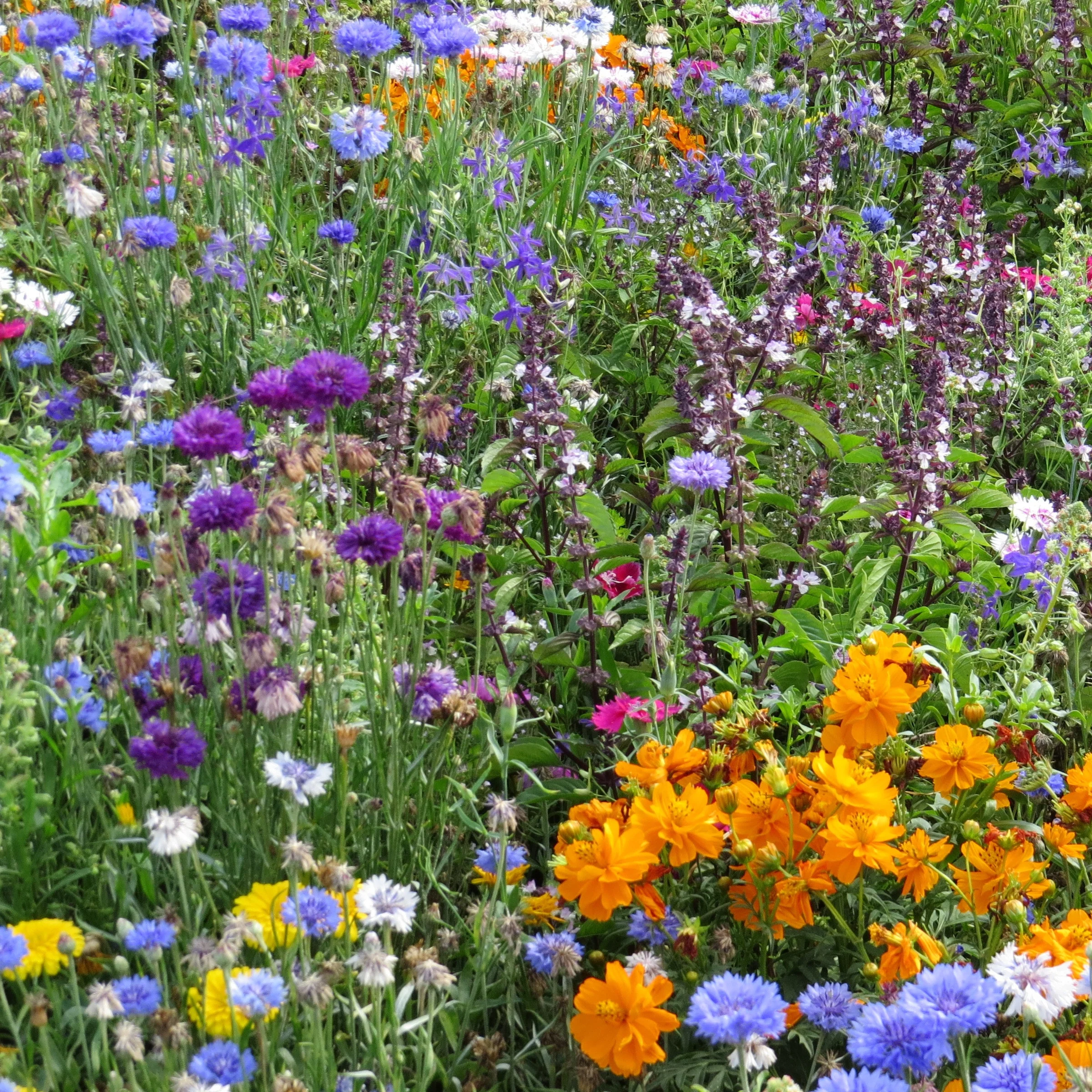 Fleurs mellifères et papillons variés en mélange - Image 2