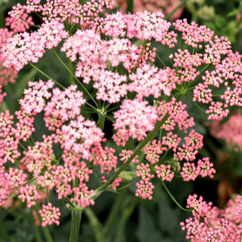 Grand boucage à fleurs roses