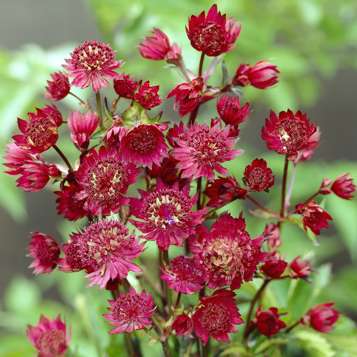 Grande astrance Ruby Wedding - Image 3