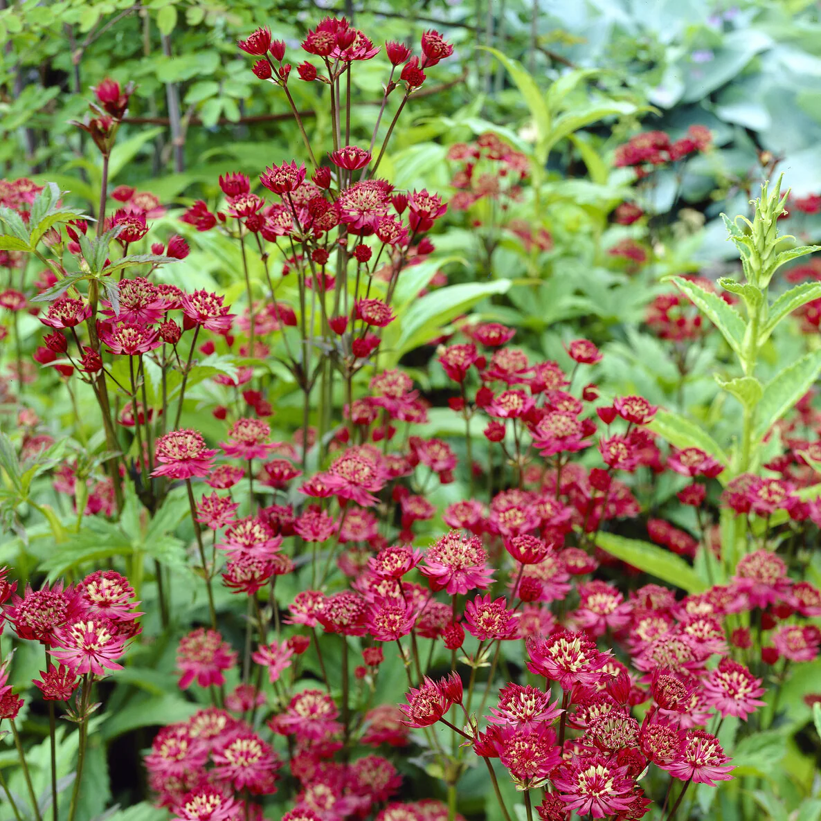 Grande astrance Ruby Wedding - Image 4