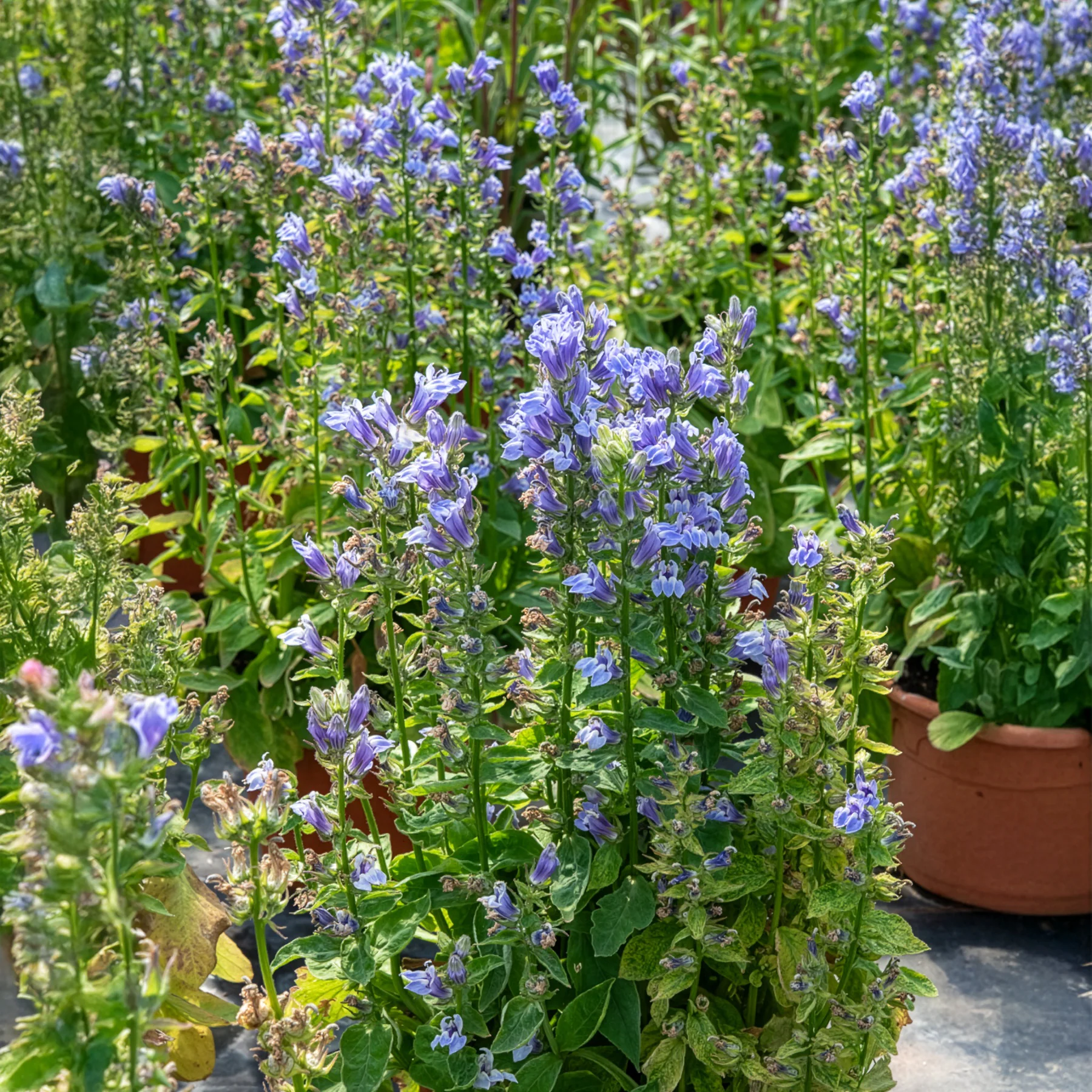 Grande Lobelia