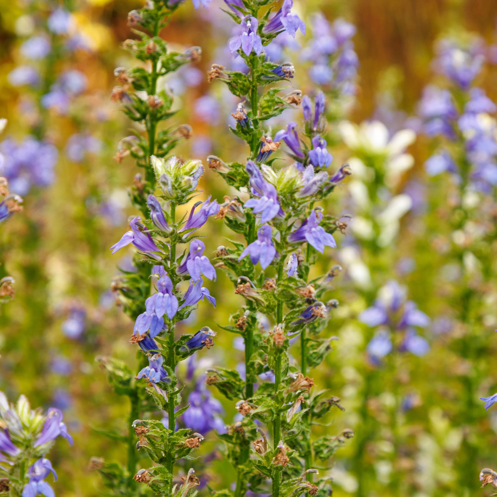 Grande Lobelia - Image 2