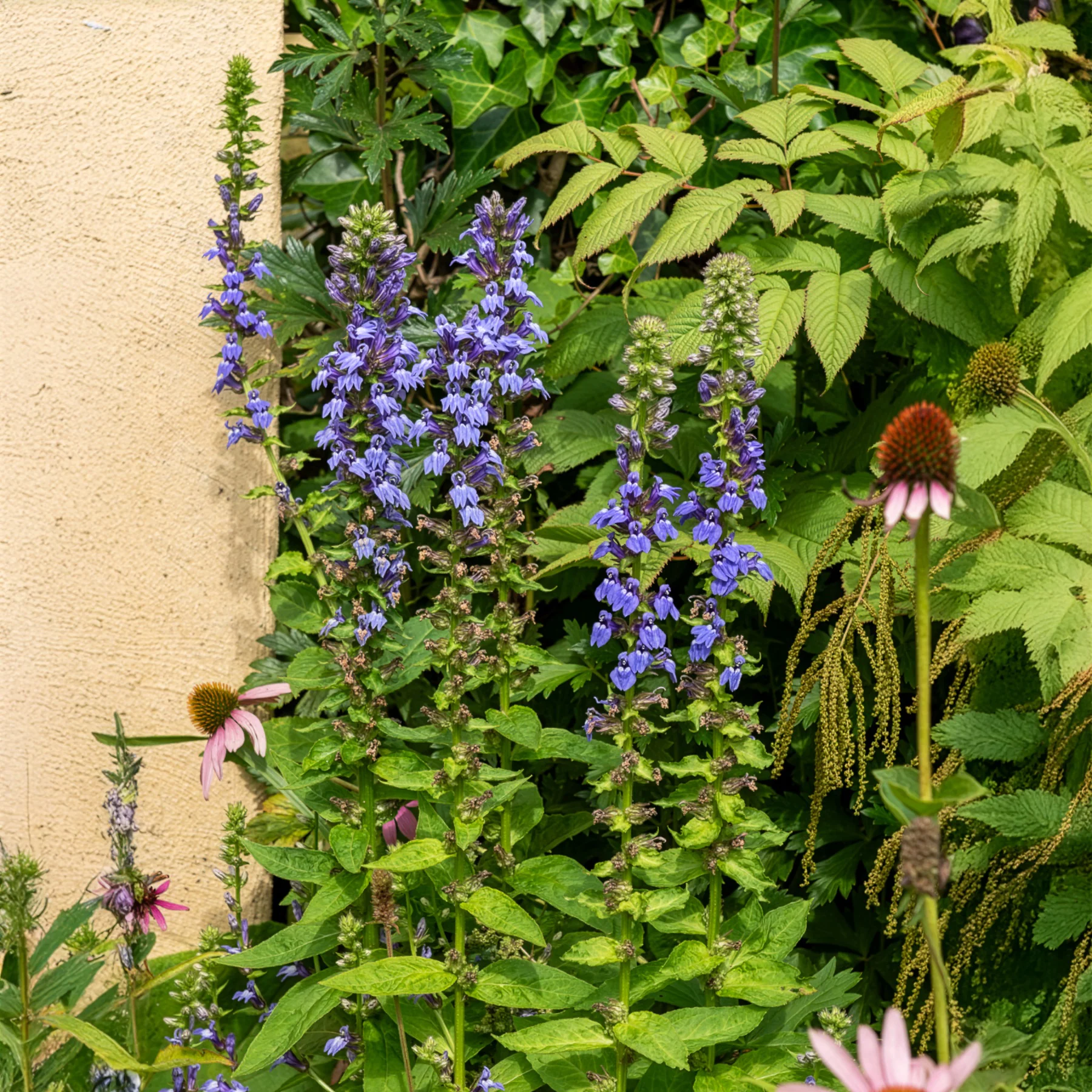 Grande Lobelia - Image 4