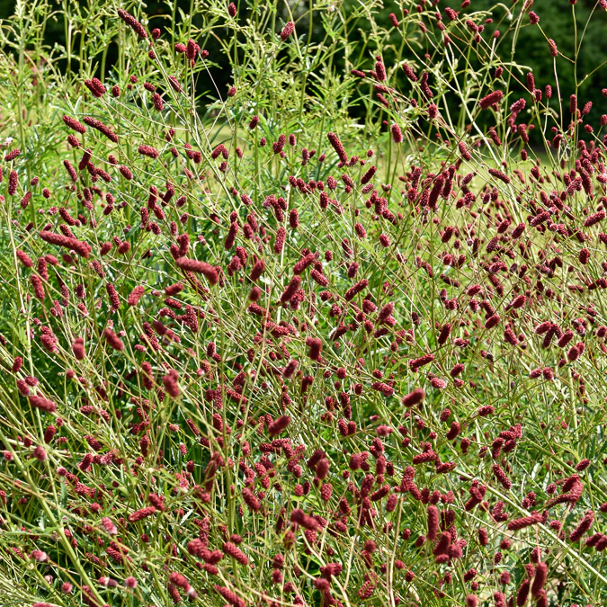 Grande pimprenelle Sanguisorbe officinale - Image 2