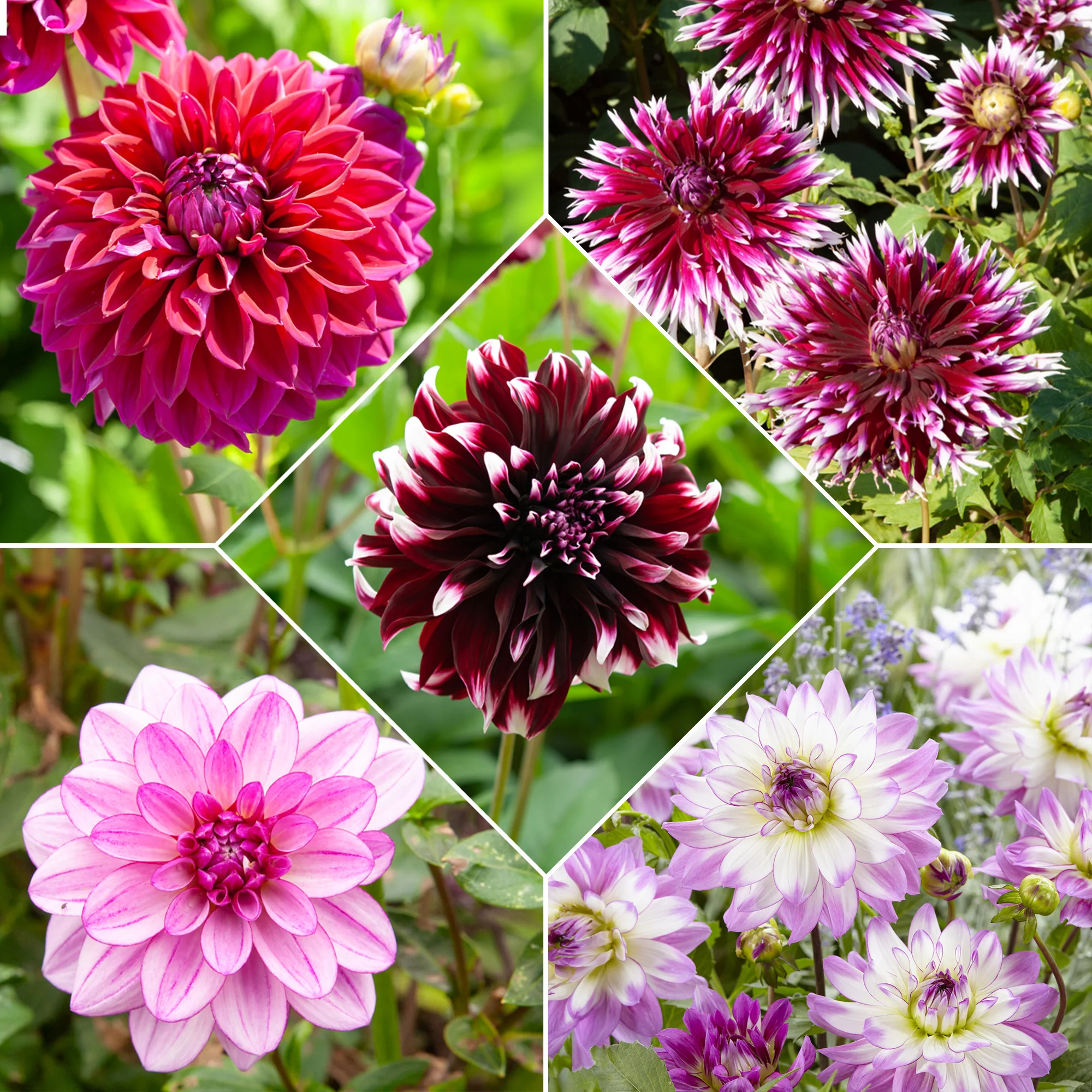 5 Grands Dahlias en mélange