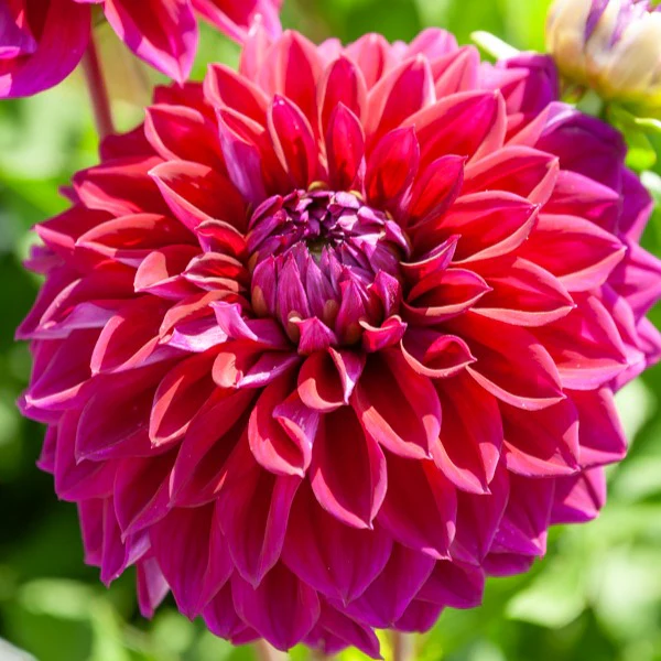 5 Grands Dahlias en mélange - Image 2