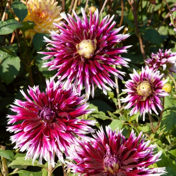 5 Grands Dahlias en mélange - Image 3