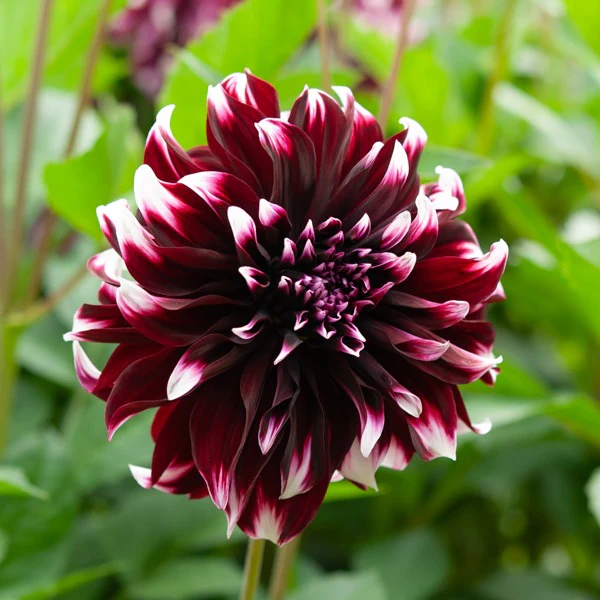 5 Grands Dahlias en mélange - Image 4