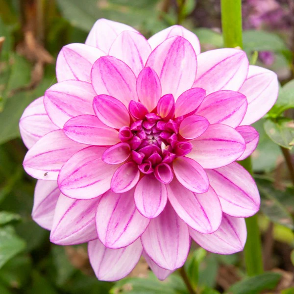 5 Grands Dahlias en mélange - Image 5