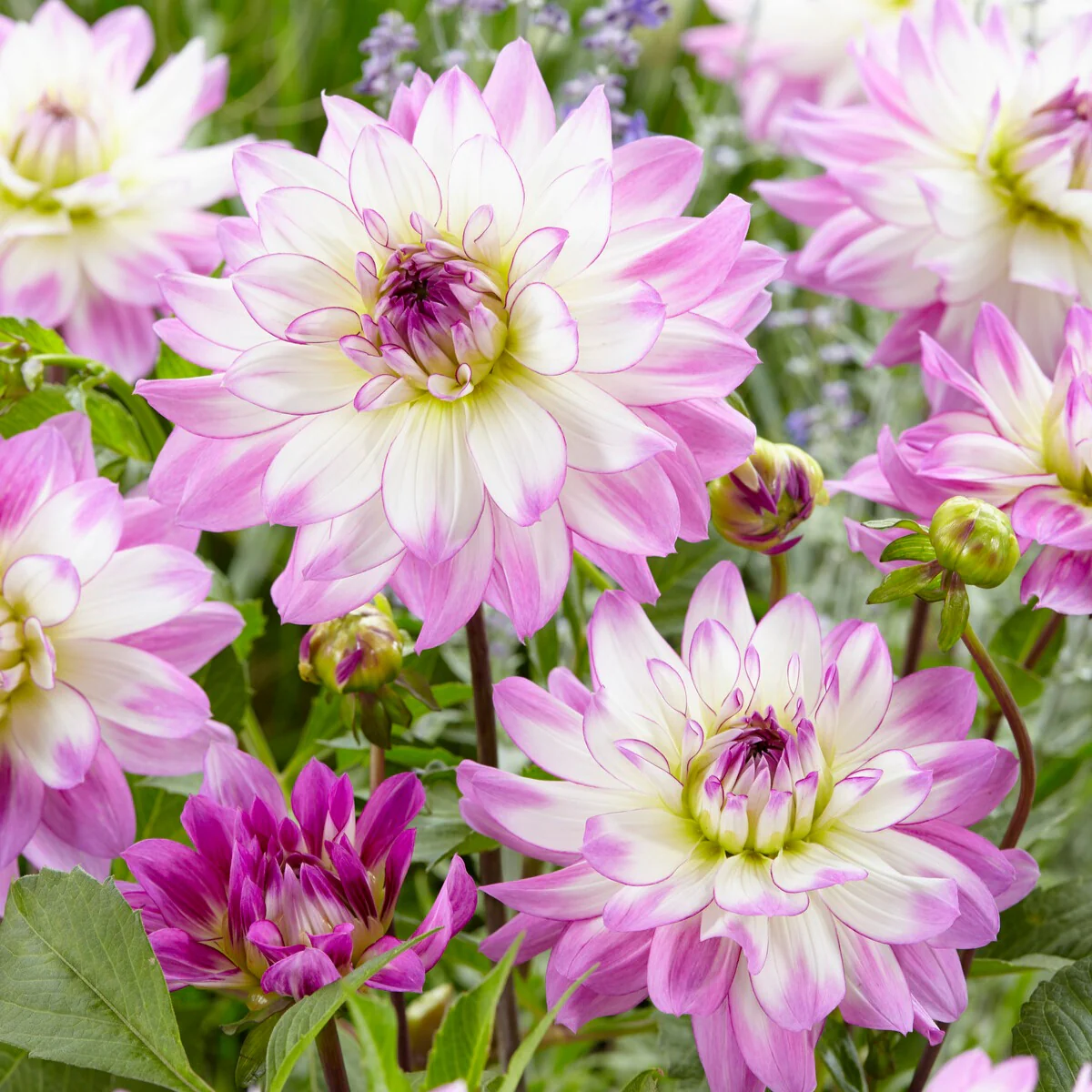 5 Grands Dahlias en mélange - Image 6