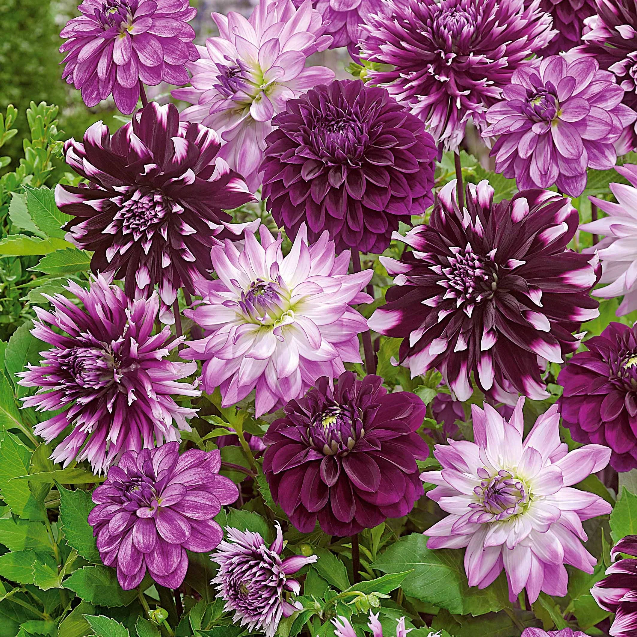 5 Grands Dahlias en mélange - Image 7