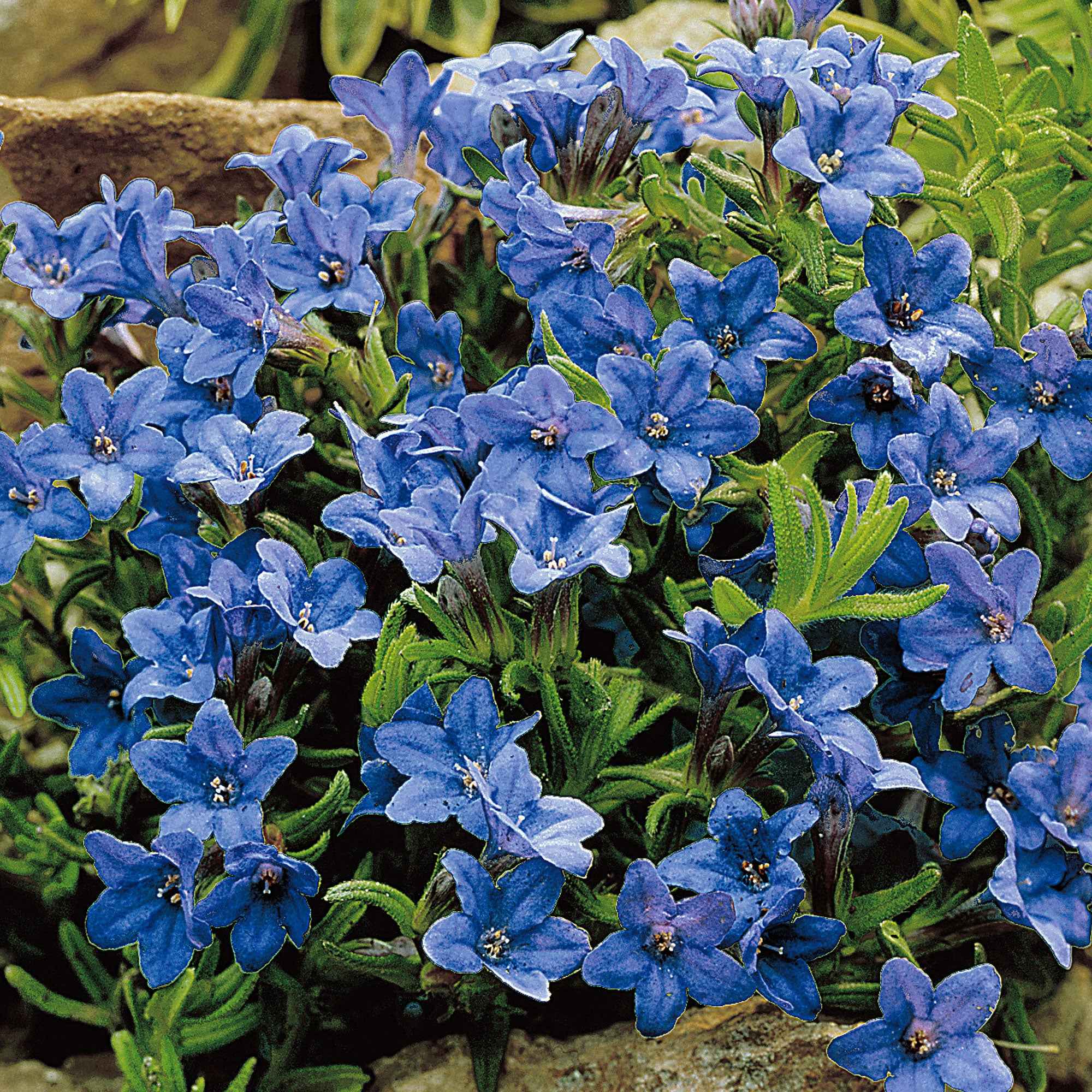 Grémil 'Heavenly Blue'