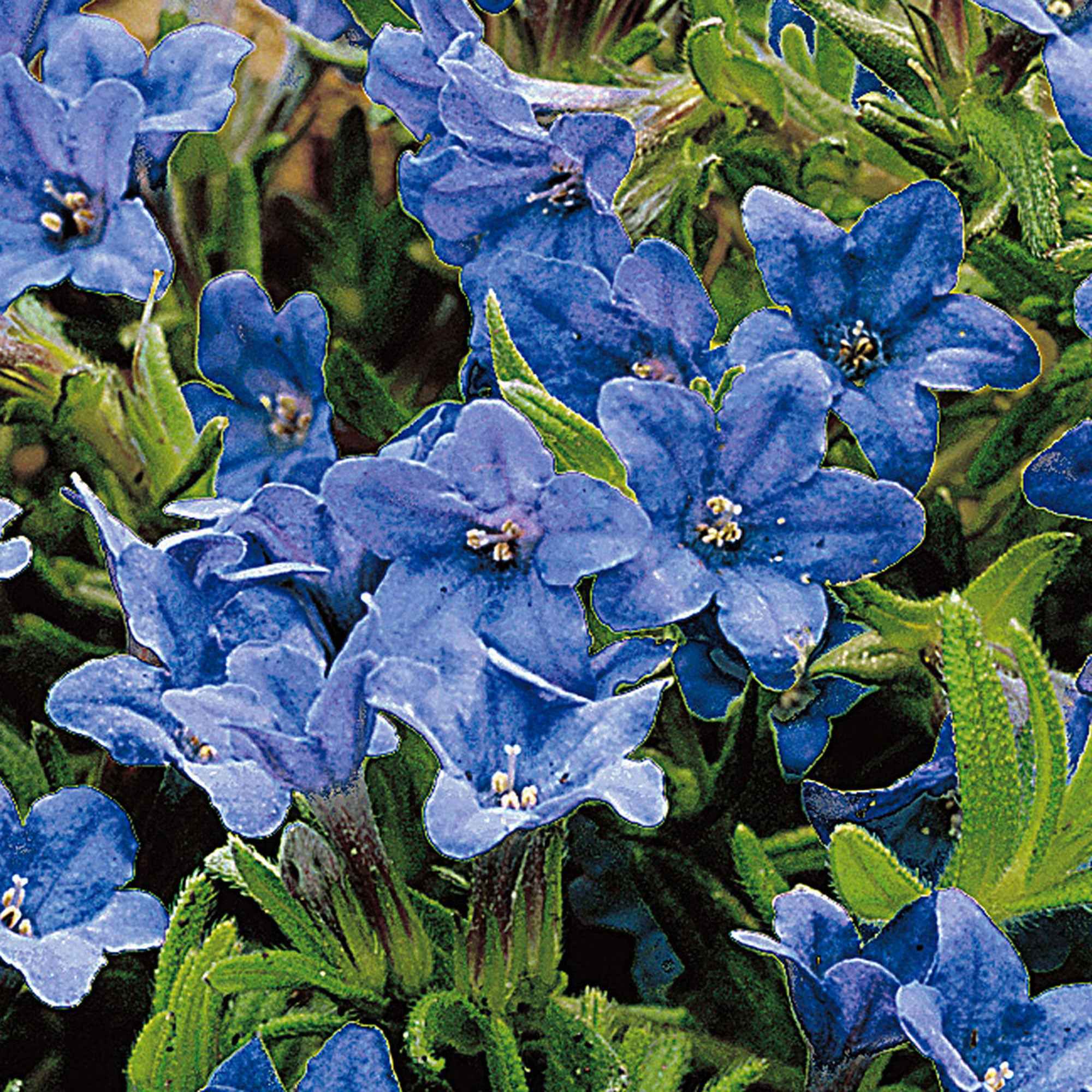Grémil 'Heavenly Blue' - Image 2