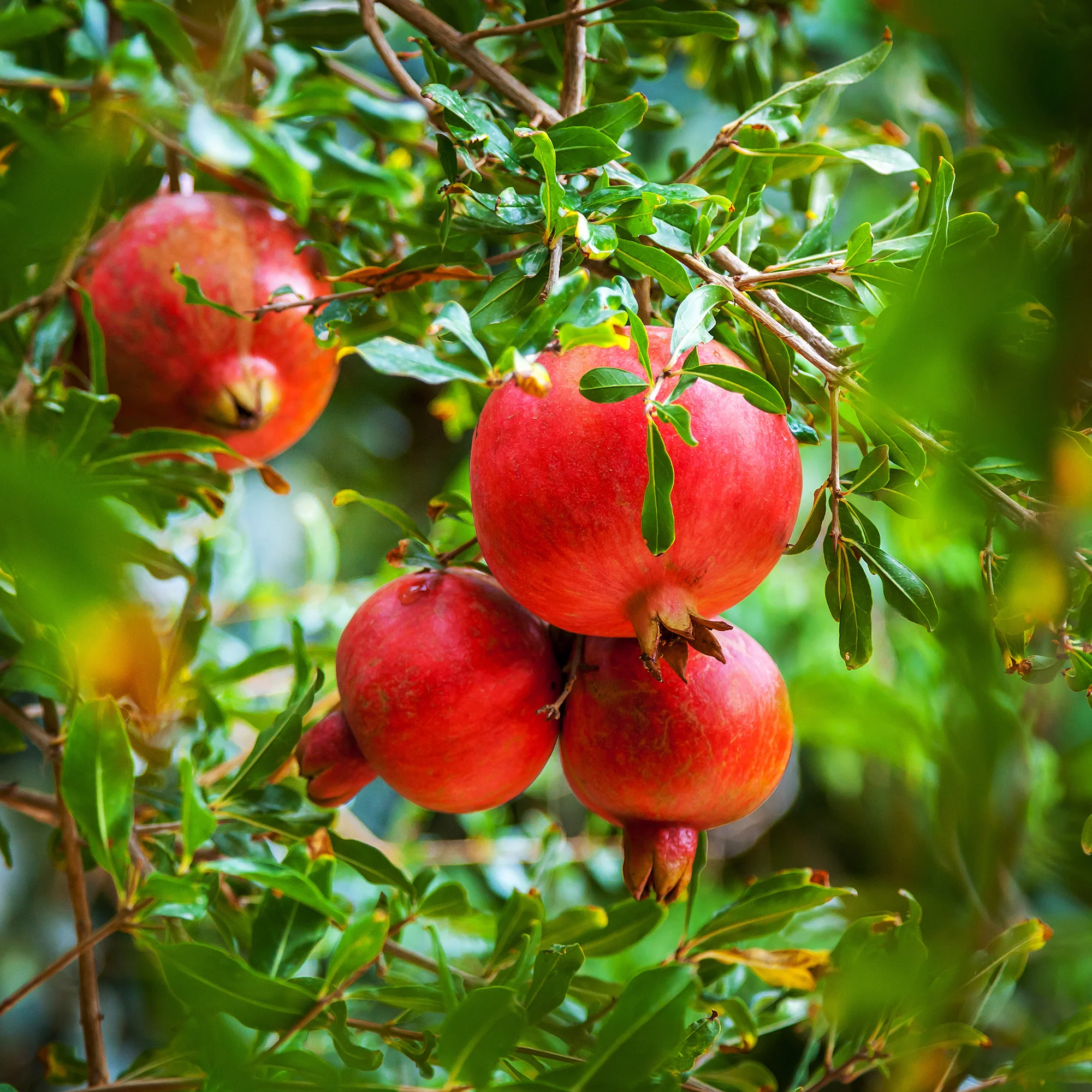 Grenadier à fruits - Image 3