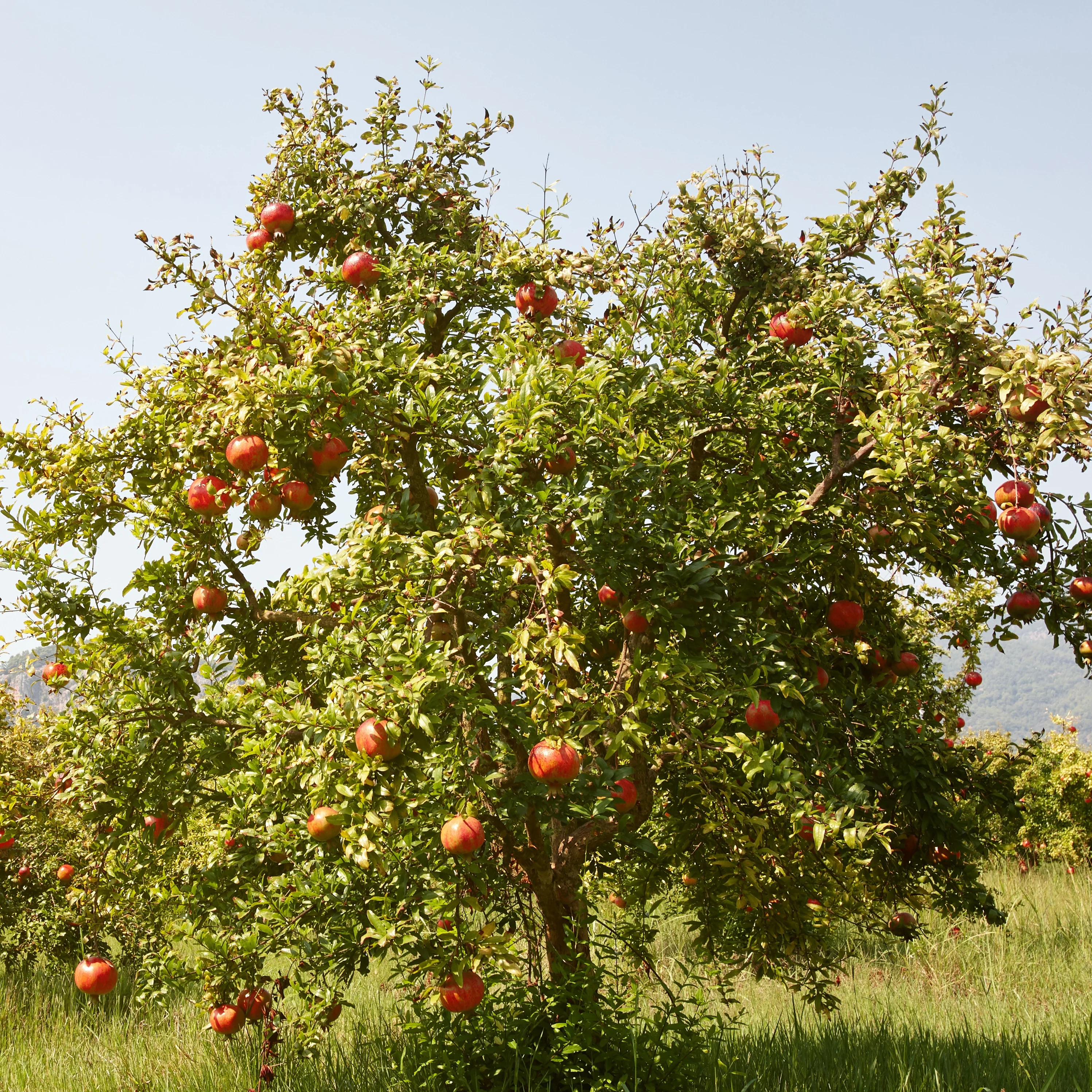 Grenadier à fruits Fina Tendral - Image 3