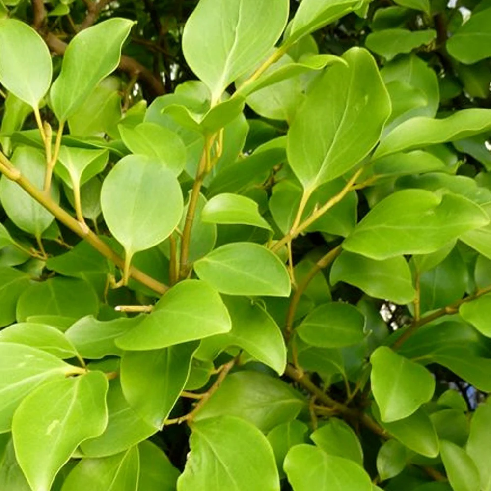3 Grisélines lucida