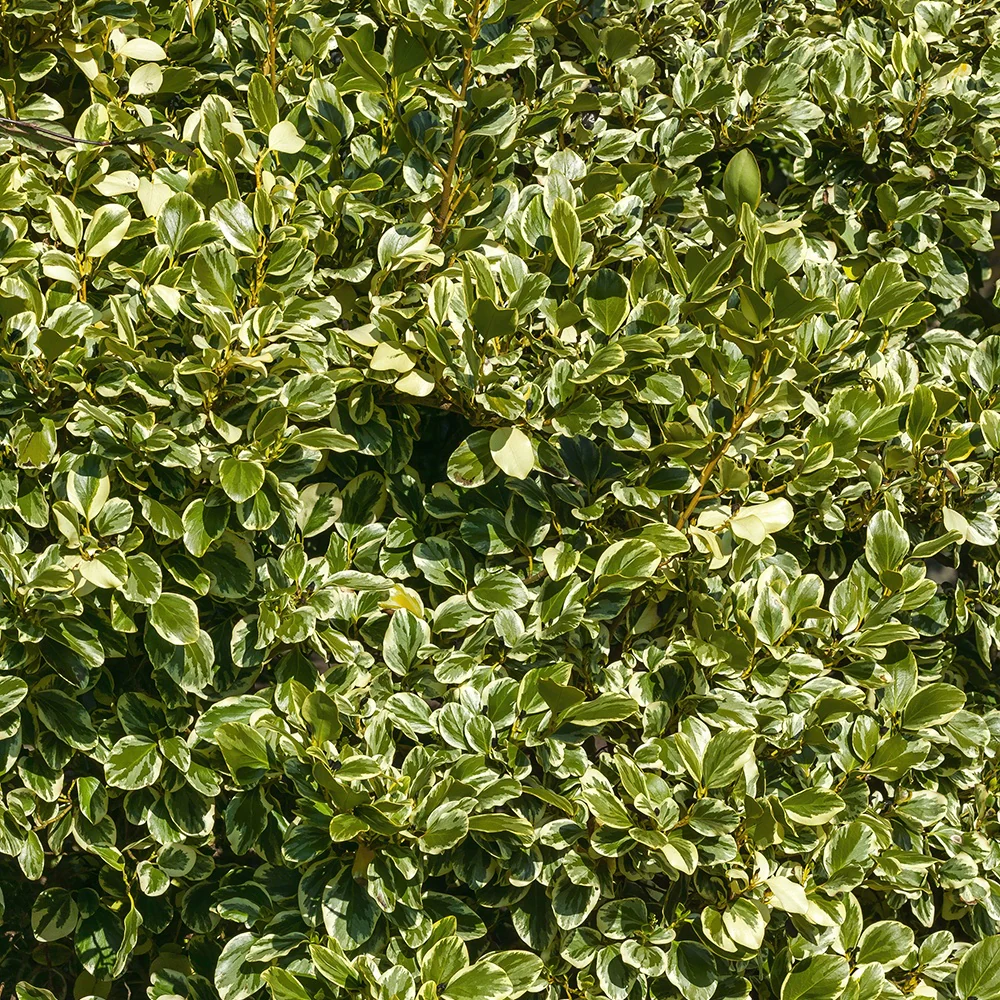 Griseline du littoral Variegata