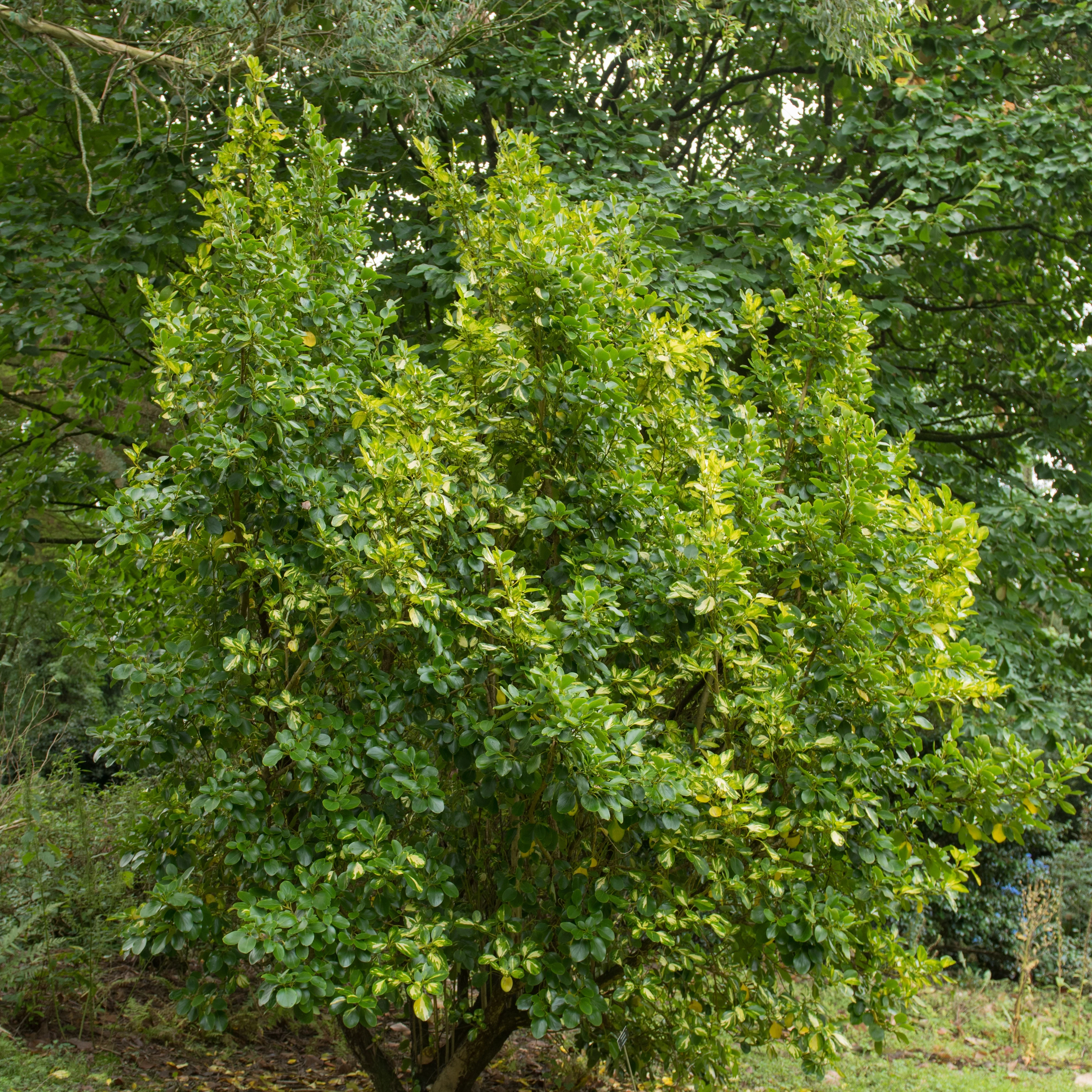 Griseline du littoral Variegata - Image 2