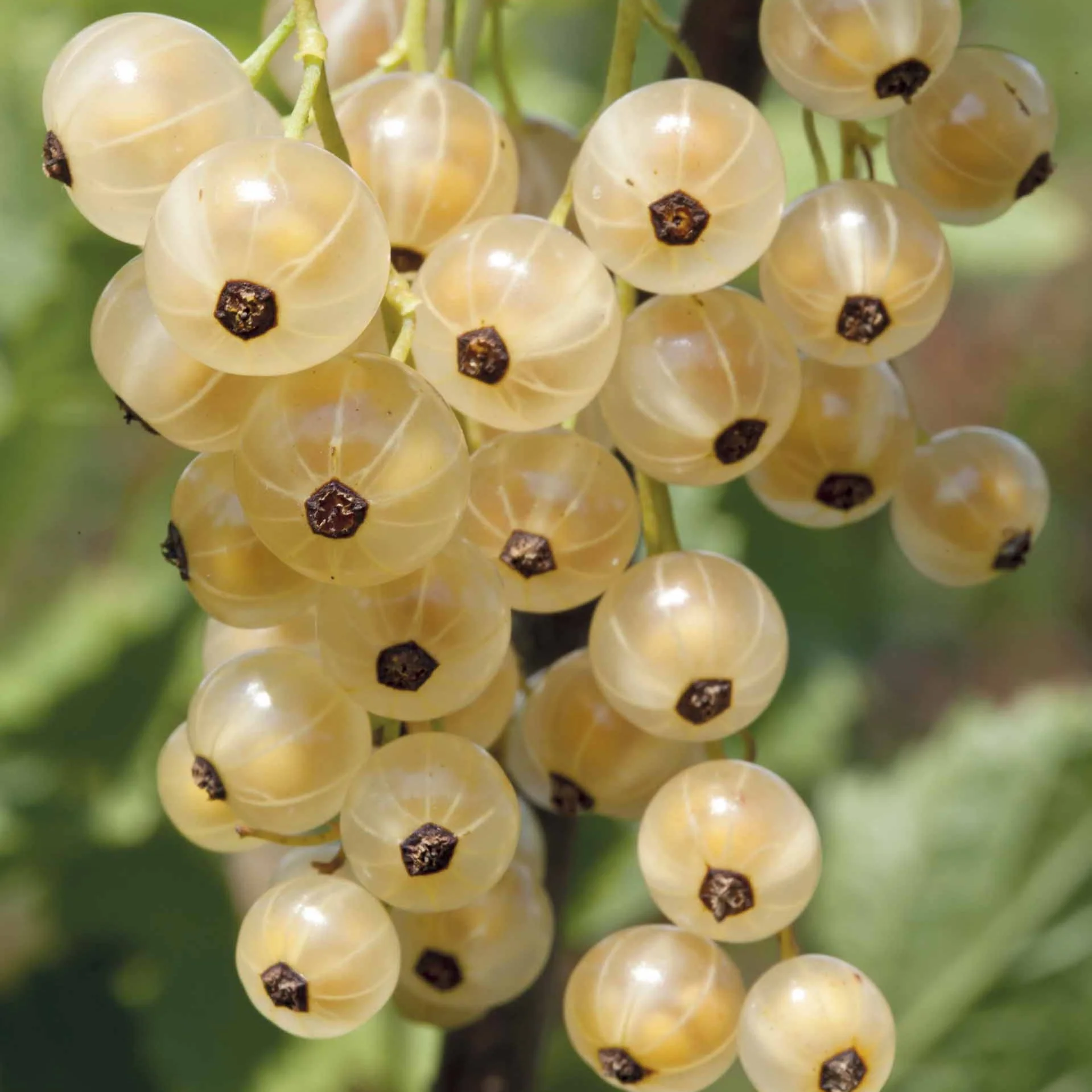 Groseillier White Pearl - Image 3