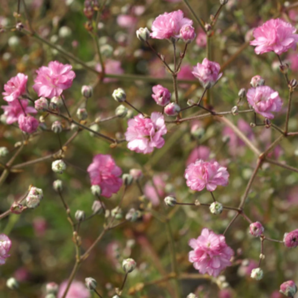 Gypsophile Flamingo