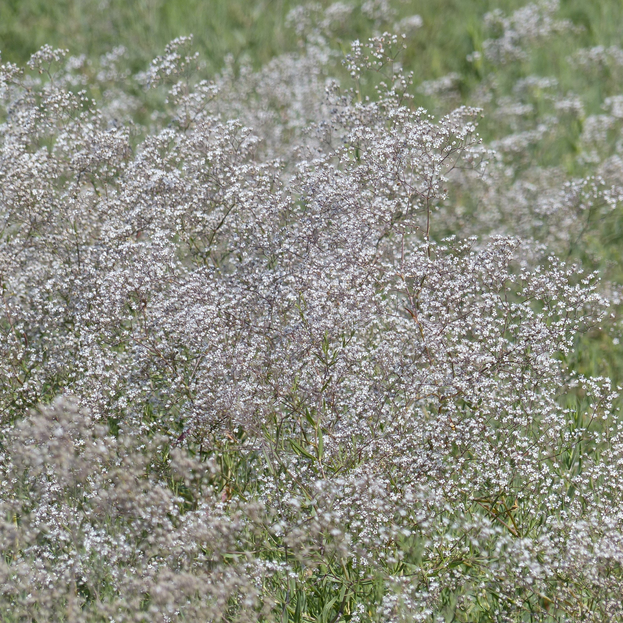 Gypsophile paniculée oeillet d'amour