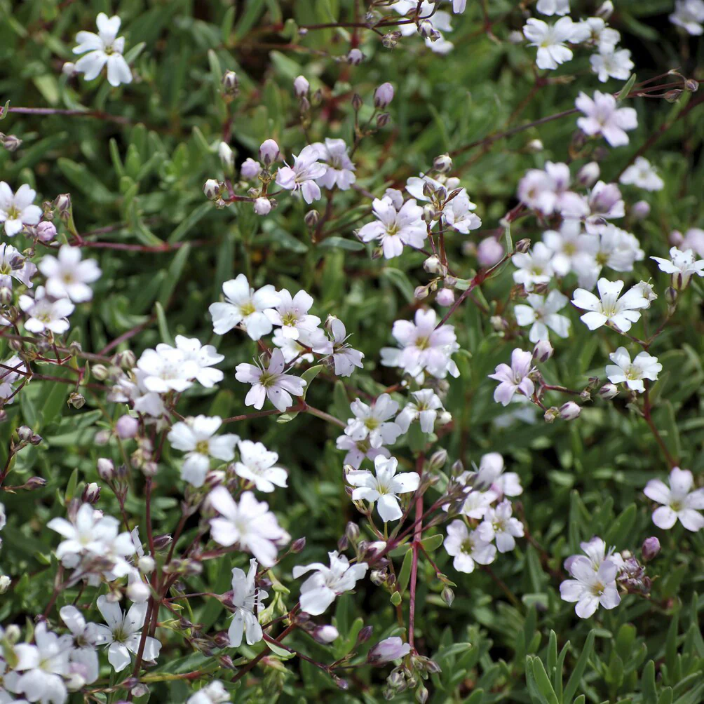 Gypsophile rampant Alba