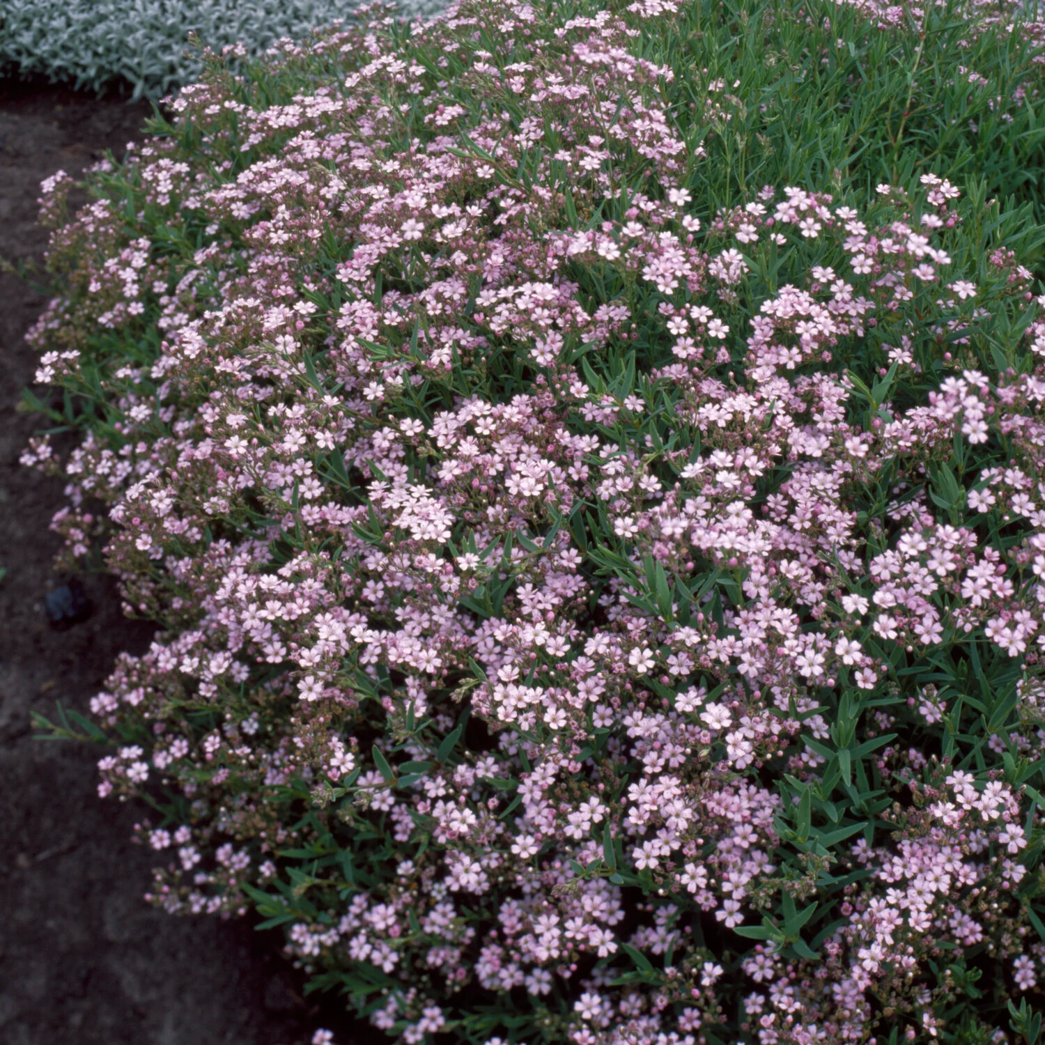 Gypsophile rampant Rosea