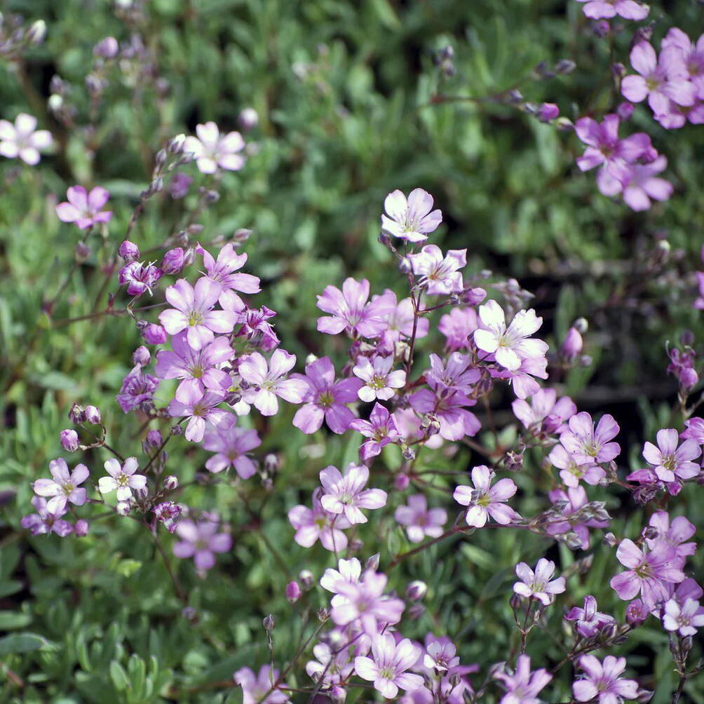 Gypsophile rampant Rosea - Image 2