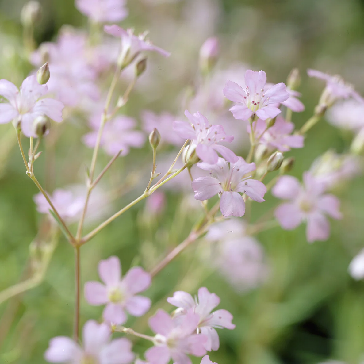 Gypsophile rampant Rosea - Image 3
