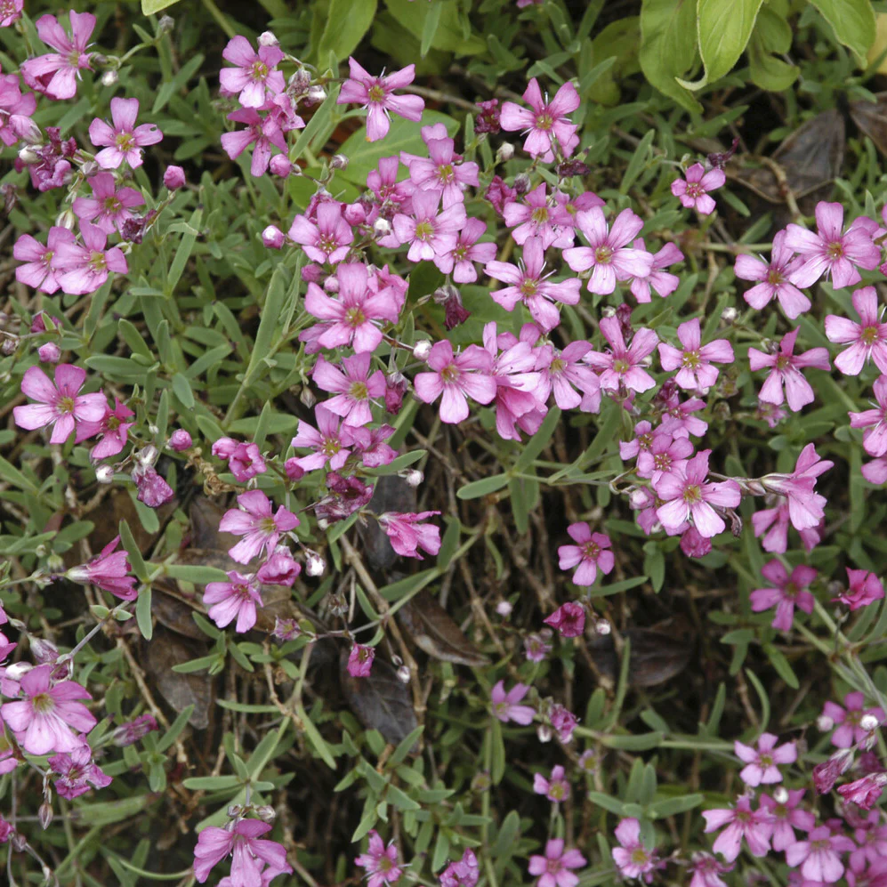 Gypsophile rampant Rosea - Image 4